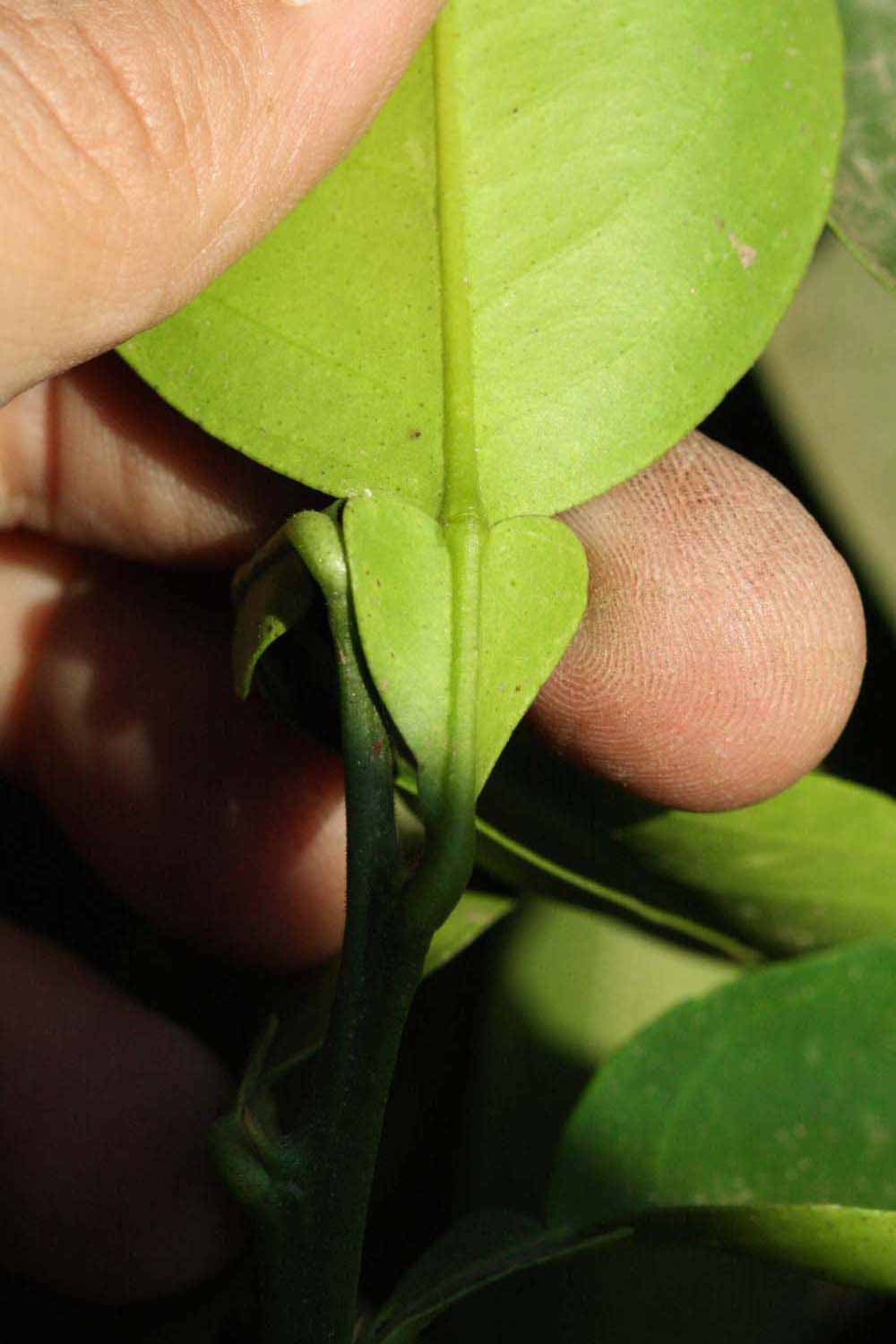              Petiole (Riverside, CA)       